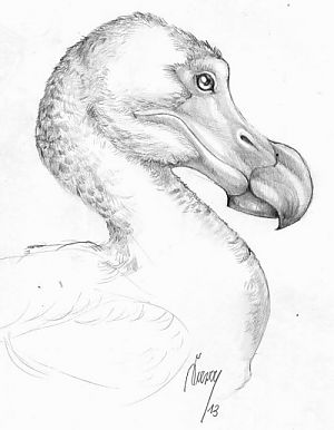 Drawing of a Dodo